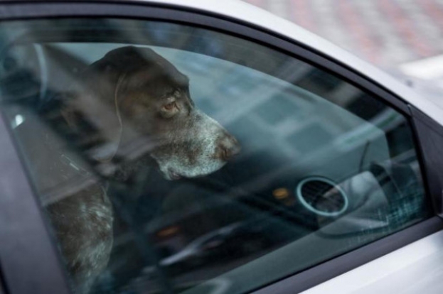 Due agenti di Polizia hanno salvato due cani sofferenti chiusi in auto