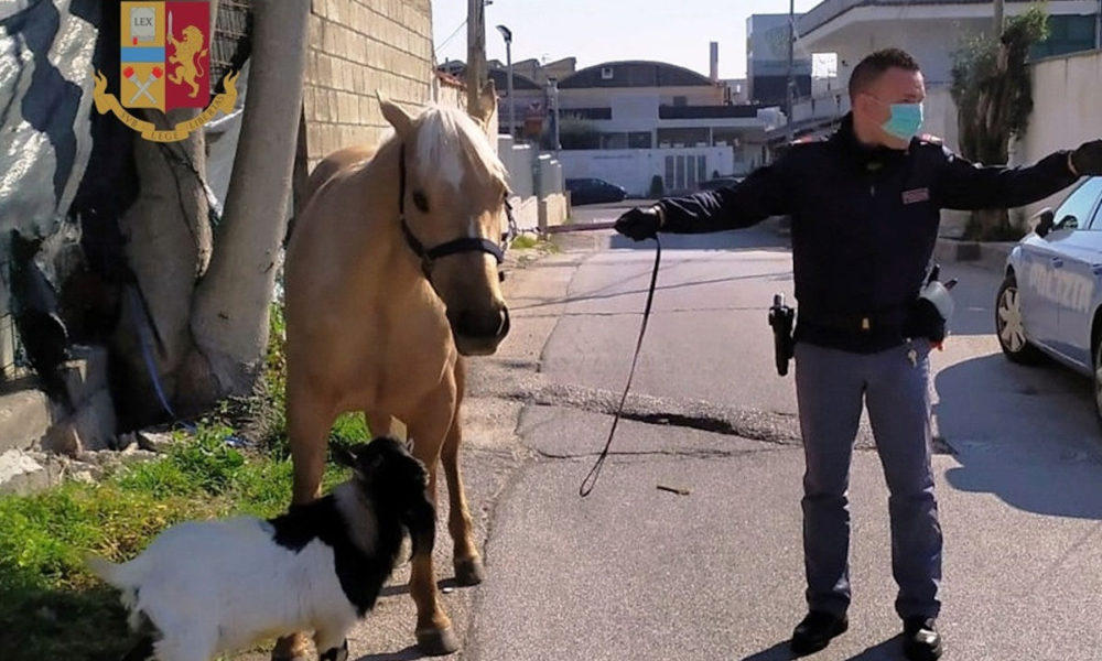 Cavallo e Capretta