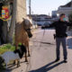 Cavallo e Capretta