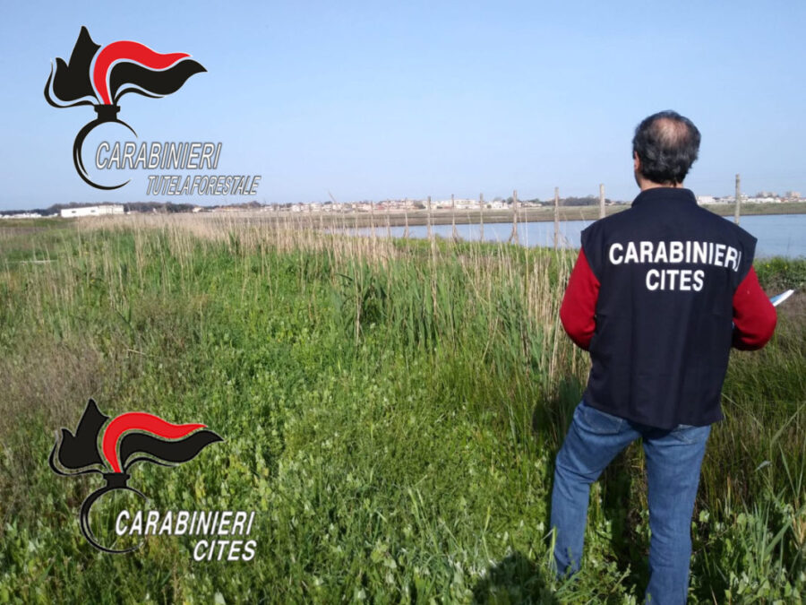 Carabinieri Forestali Cites