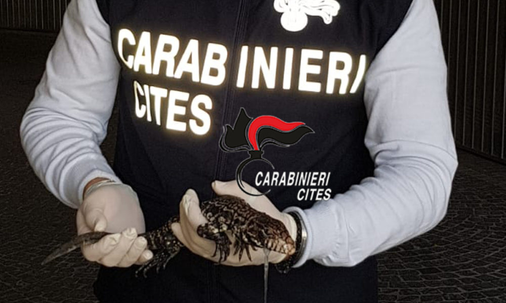 Carabinieri Cites