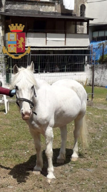 Cavallo