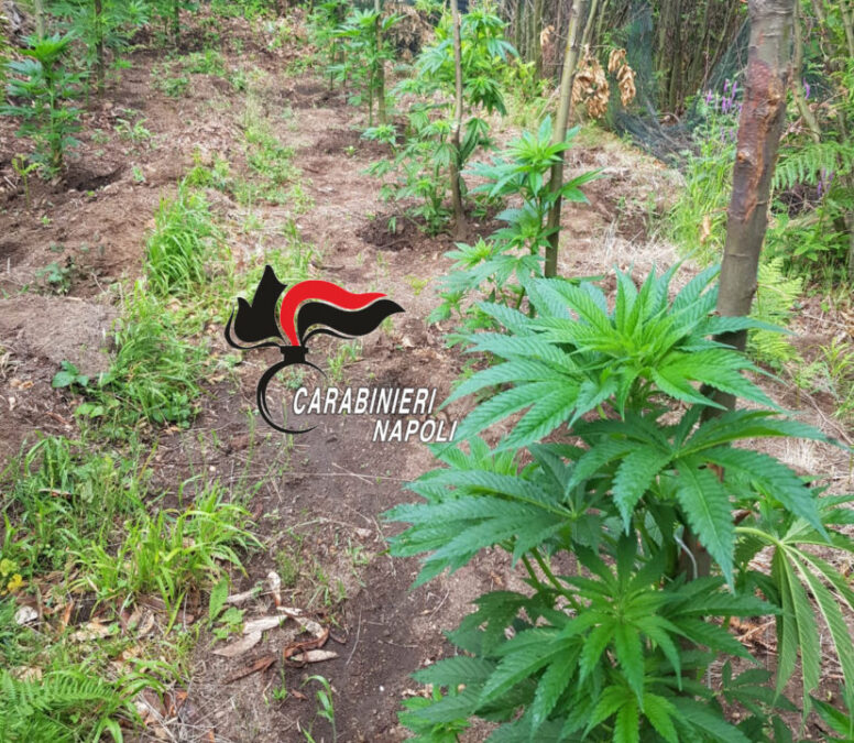 Cannabis su Monti Lattari