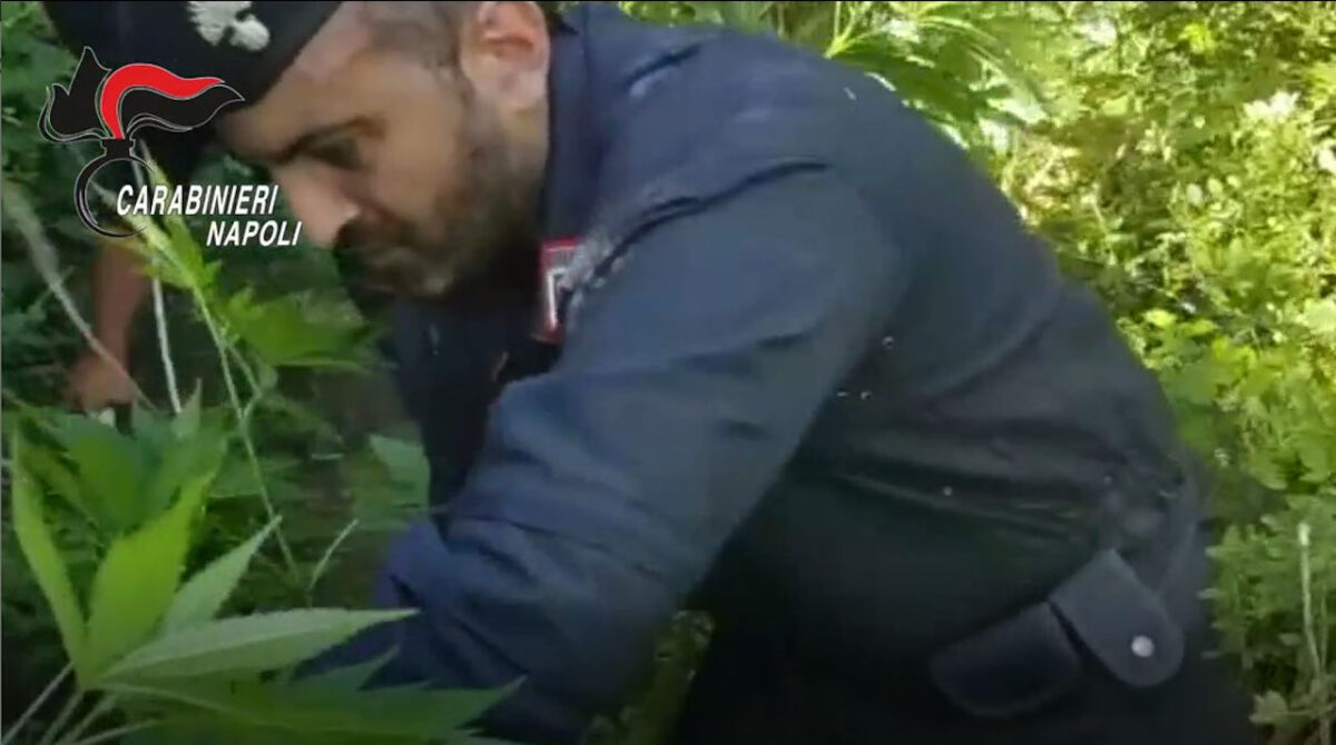 cannabis monti lattari