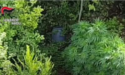 Piante di Marijuana