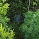 Piante di Marijuana
