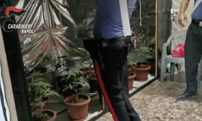 piante di Cannabis