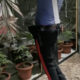 piante di Cannabis