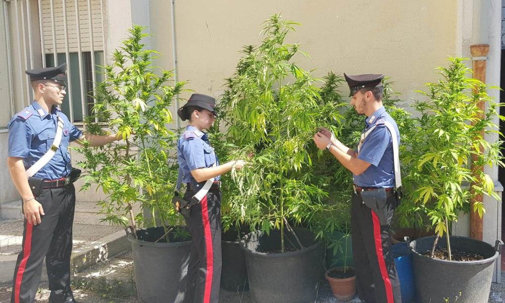 Piante di Marijuana sequestrate a Telese Terme