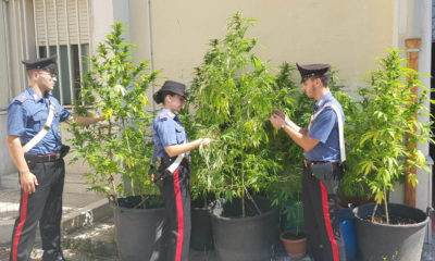 Piante di Marijuana sequestrate a Telese Terme