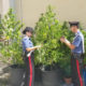 Piante di Marijuana sequestrate a Telese Terme