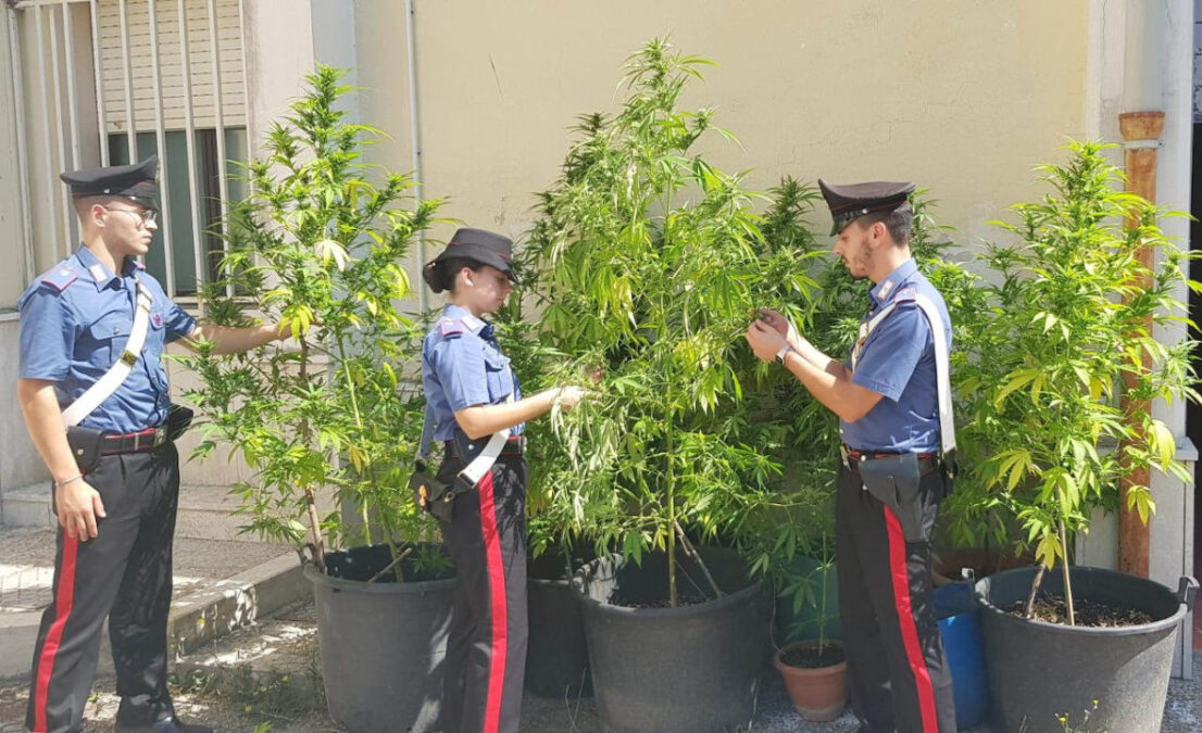 Piante di Marijuana sequestrate a Telese Terme