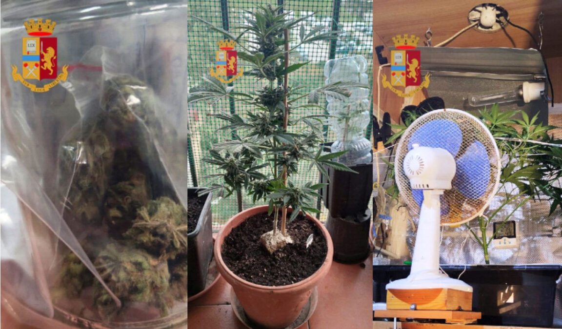 Piante di Marijuana Ponticelli