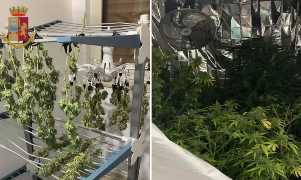 Serra di marijuana a barra