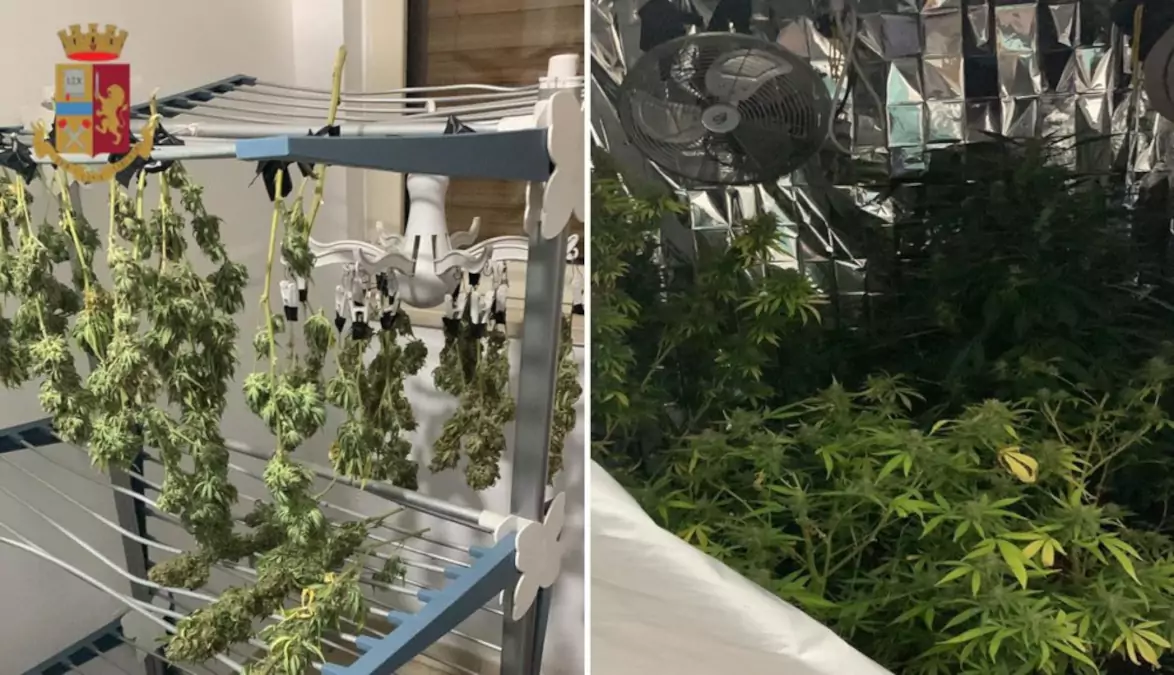 Serra di marijuana a barra
