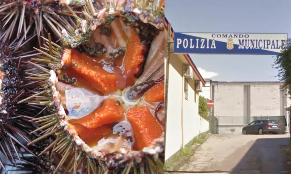 Sequestrati 600 chili di ricci di mare