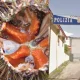 Sequestrati 600 chili di ricci di mare