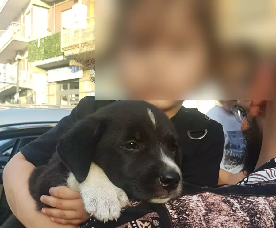Trova famiglia la cucciola abbandonata