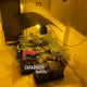 13 piante di marijuana in casa a Qualiano