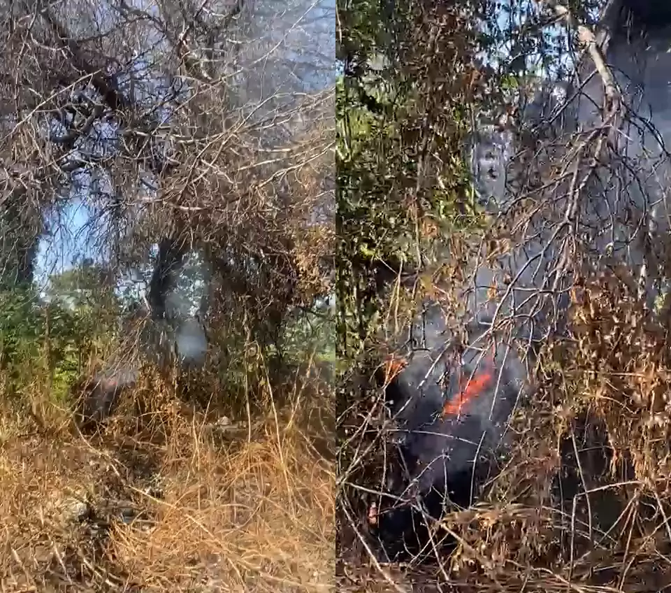 Albero in fiamme a via ripuaria