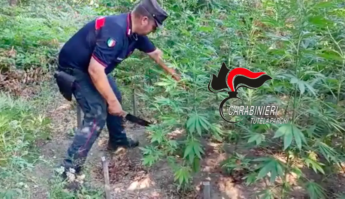 Sequestrate piante di cannabis