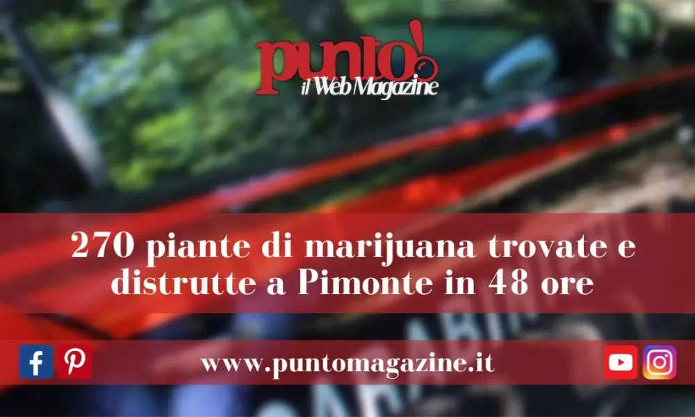 Pimonte: 270 piante di marijuana