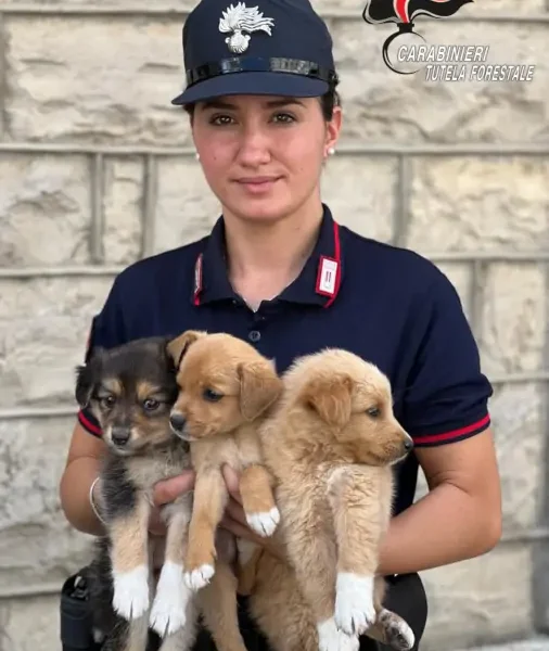 cuccioli cane bisaccia carabinieri