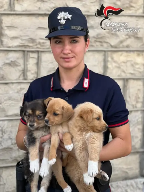 cuccioli cane bisaccia carabinieri