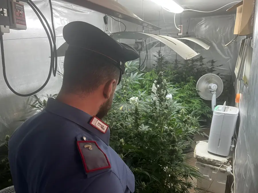 Serra di cannabis a Qualiano