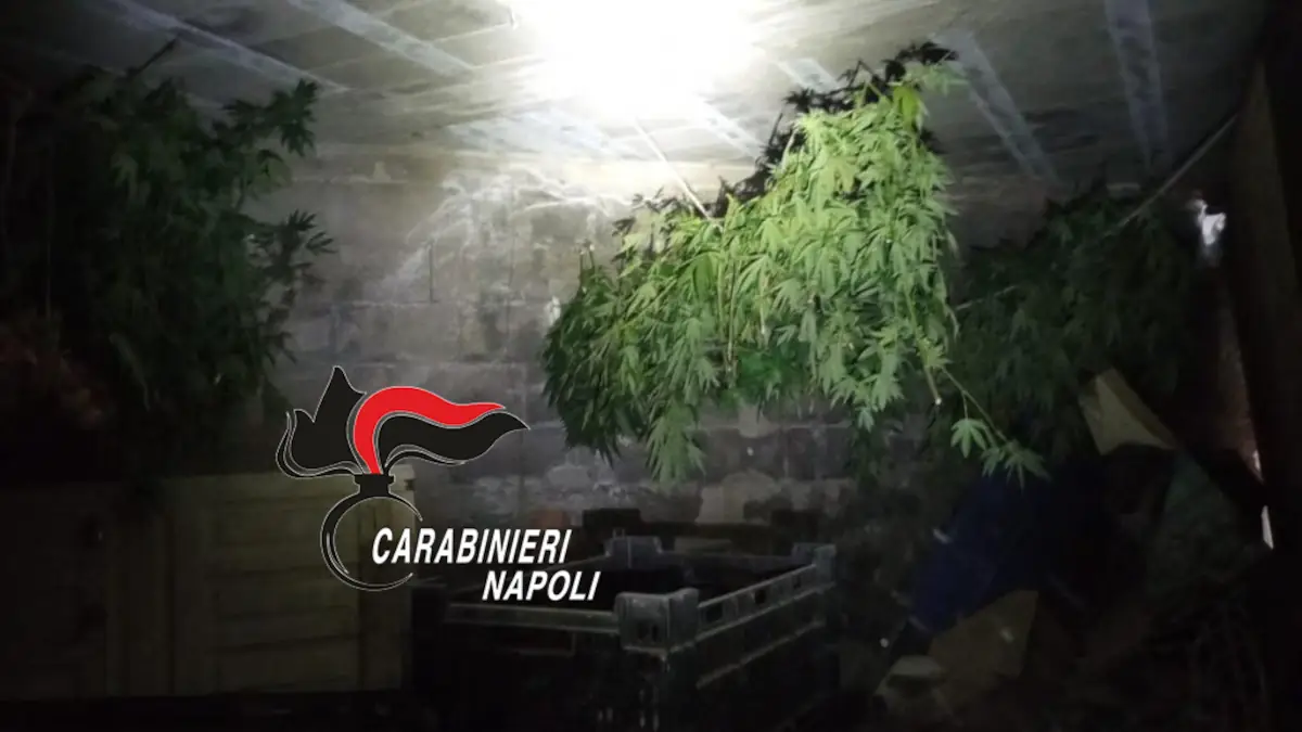 Coltivazione di cannabis