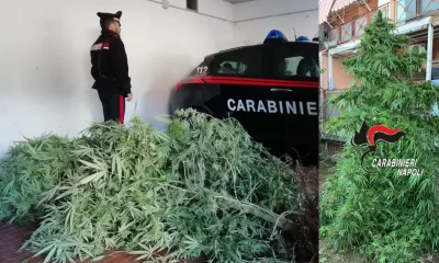 Melito: pianta di marijuana