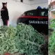 Melito: pianta di marijuana