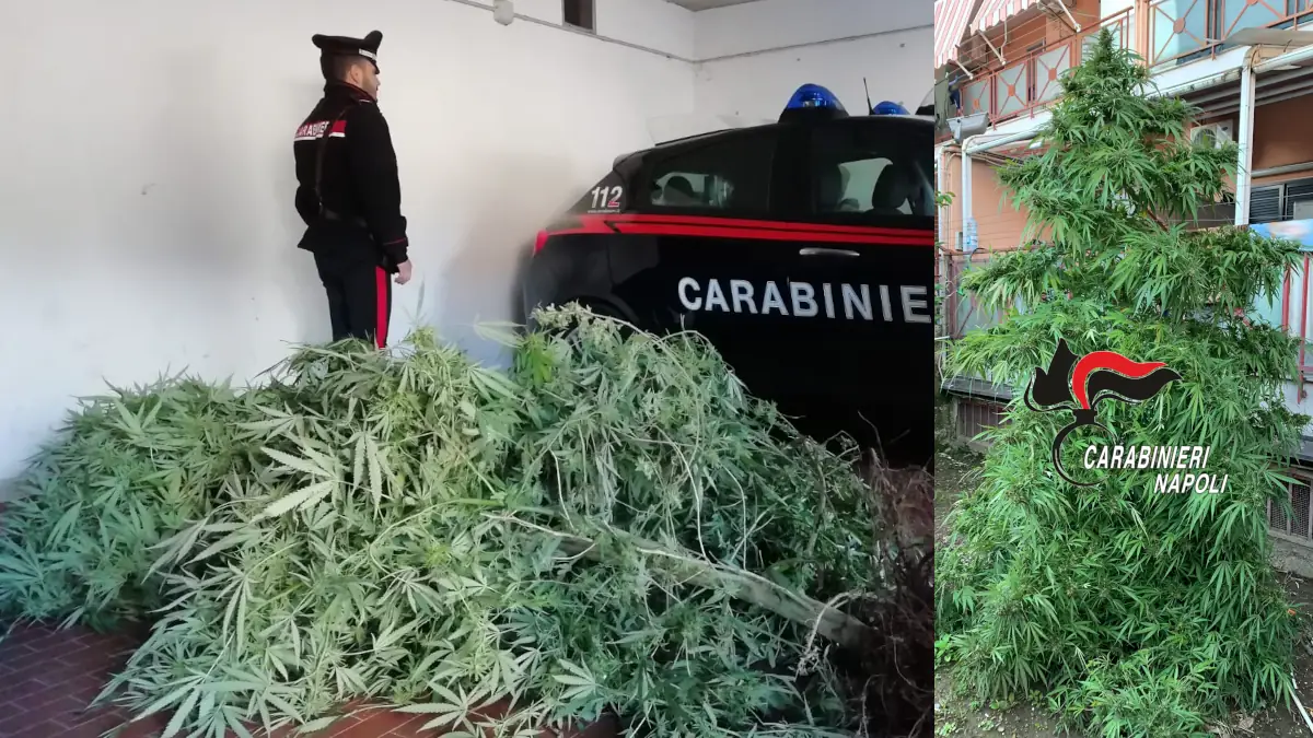 Melito: pianta di marijuana