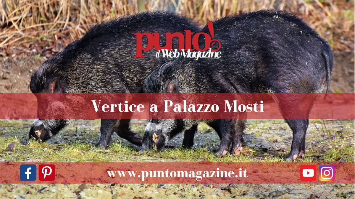 Avvistamento cinghiali a Benevento