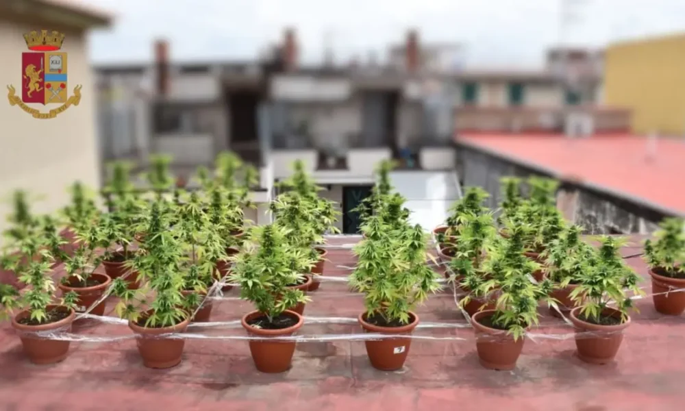 Serra di marijuana a Caivano