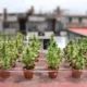 Serra di marijuana a Caivano