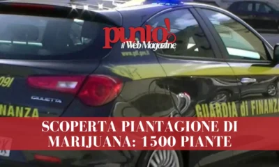 1500 piante di marijuana