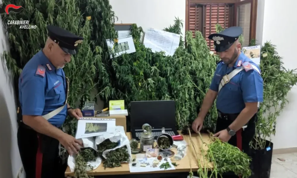 Scoperta piantagione di marijuana