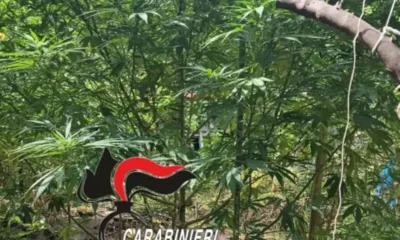 Pozzuoli: coltivava marijuana