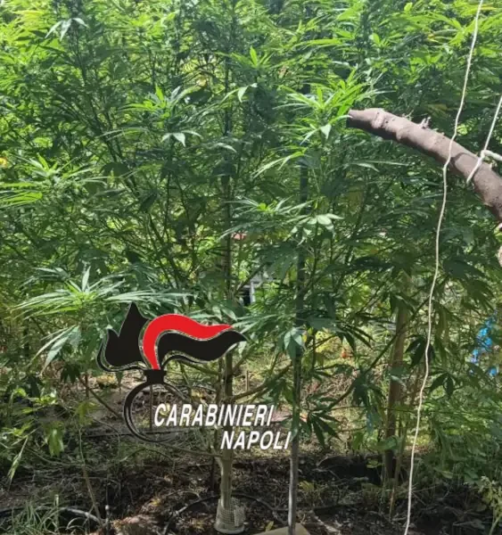 Pozzuoli: coltivava marijuana