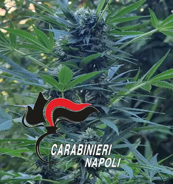 marijuana sui monti lattari