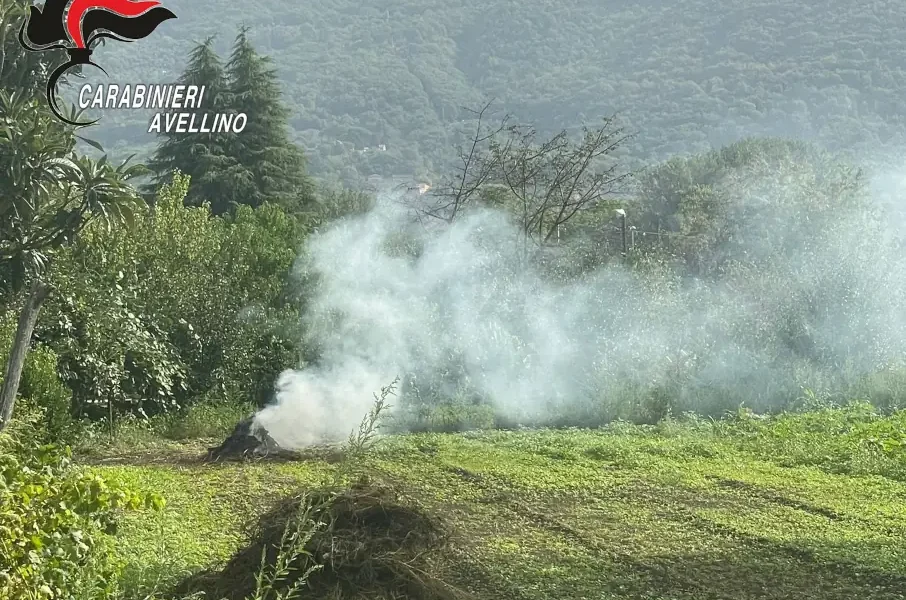 Bruciano rifiuti vegetali