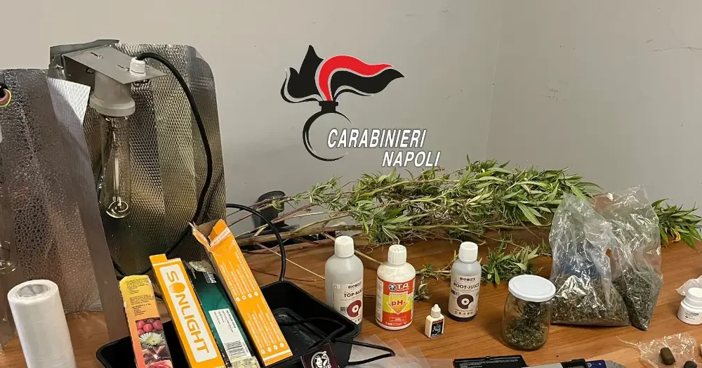Laboratorio di marijuana in un retrobottega