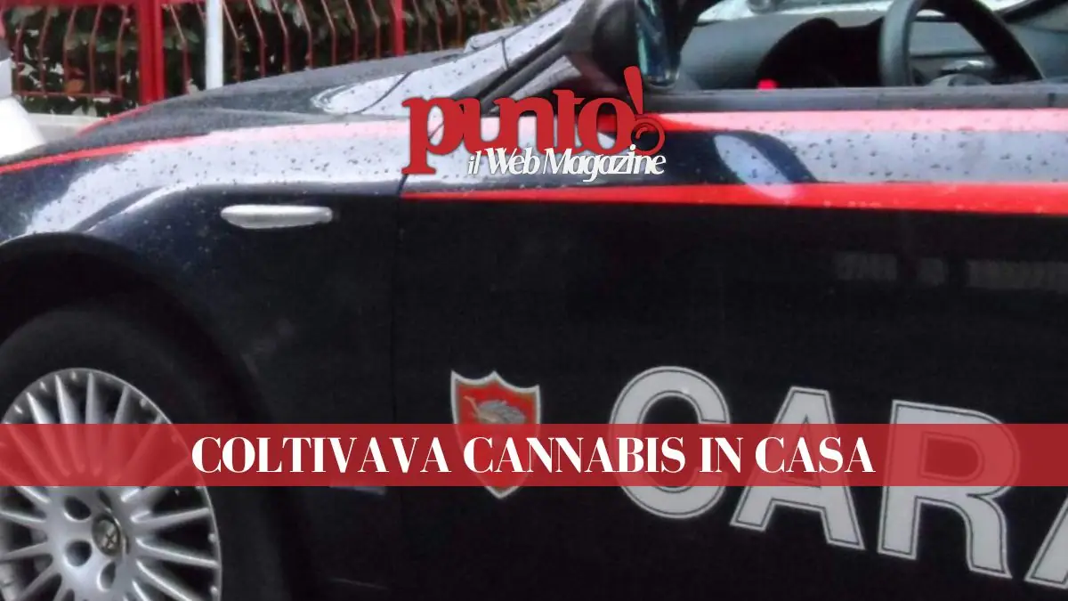 Coltivazione cannabis indoor a Gragnano