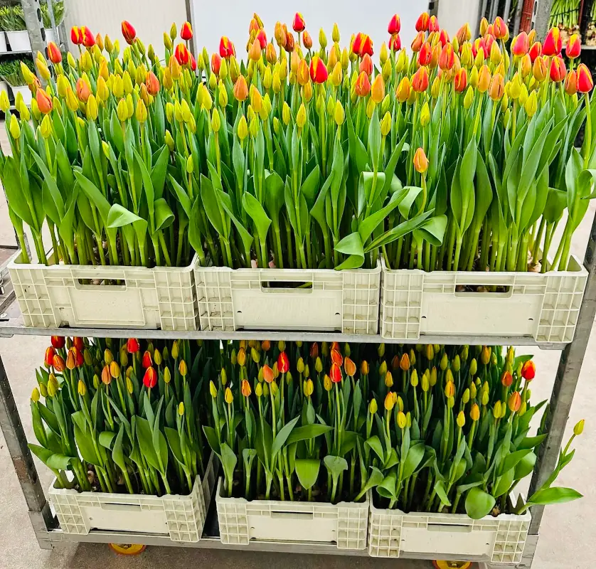 Mille Tulipani