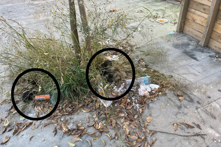 Gatti morti e rifiuti in piazza Santa Maria delle Grazie