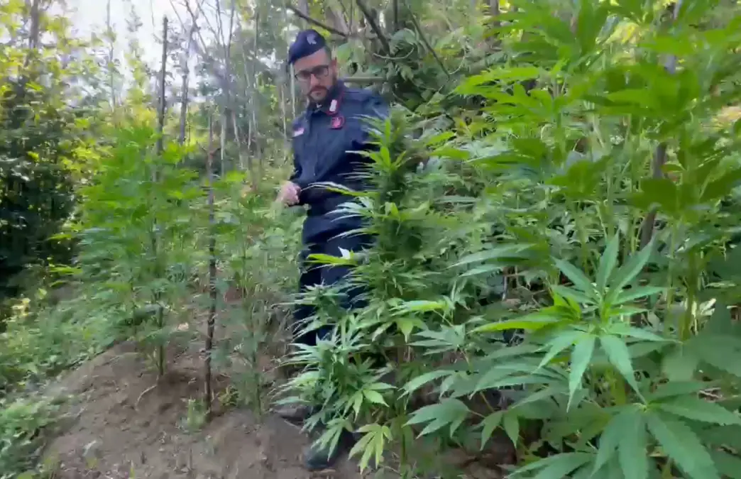 purple weed