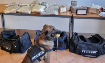 Napoli - Cane evan