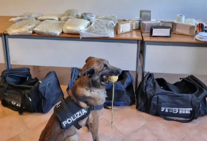 Napoli - Cane evan