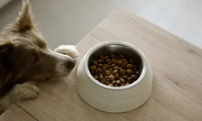 Errori Alimentazione Cane
